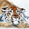 ruhender tiger